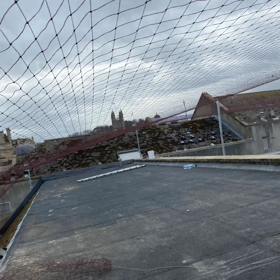 Commercial Bird Control Bristol, Weston-super-Mare and Bath