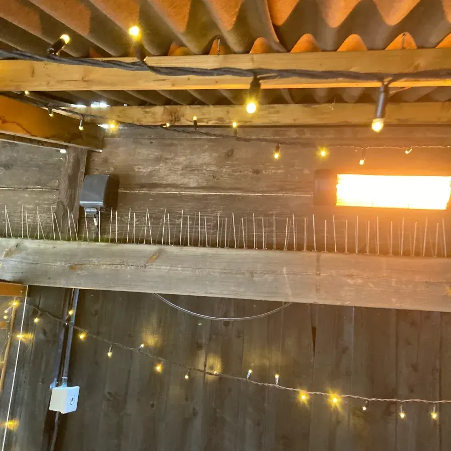 Pest Removal Services Bristol, Weston-super-Mare and Bath 