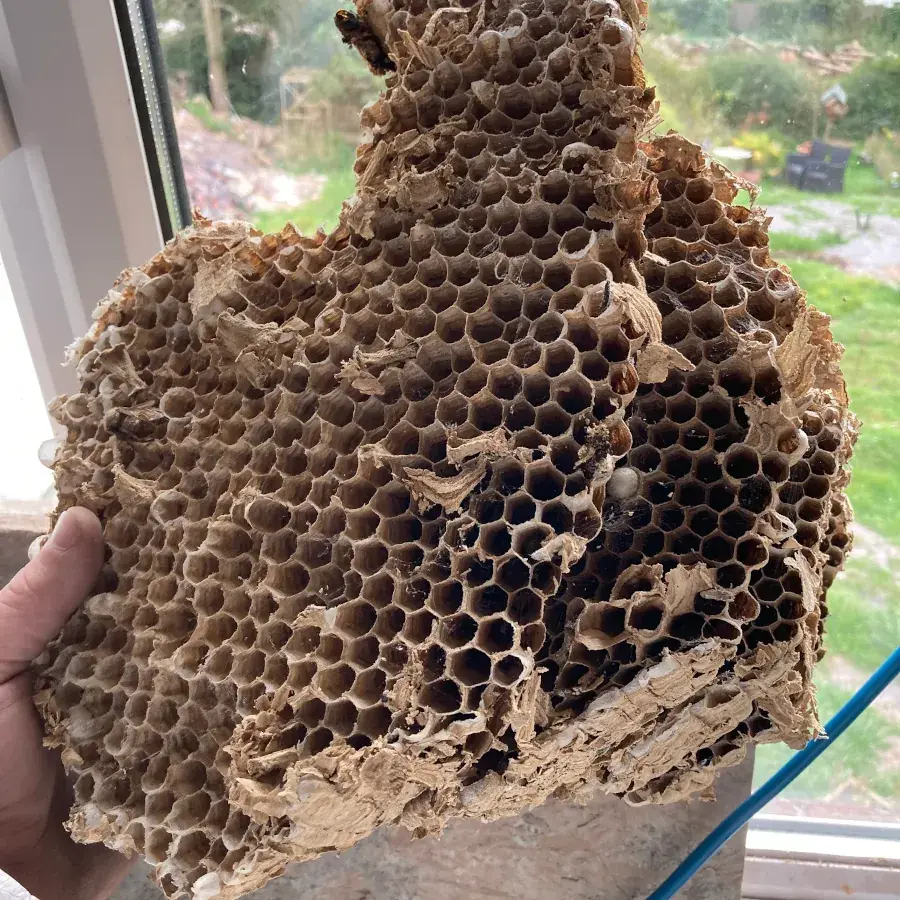 Commercial Insect Control Bristol, Weston-super-Mare and Bath